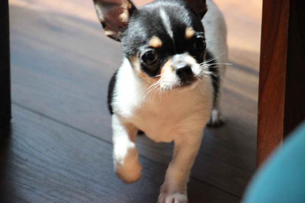 Chihuahua pieski chihuahua Łosie - zdjęcie 2