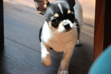 Chihuahua pieski chihuahua Łosie - zdjęcie 2