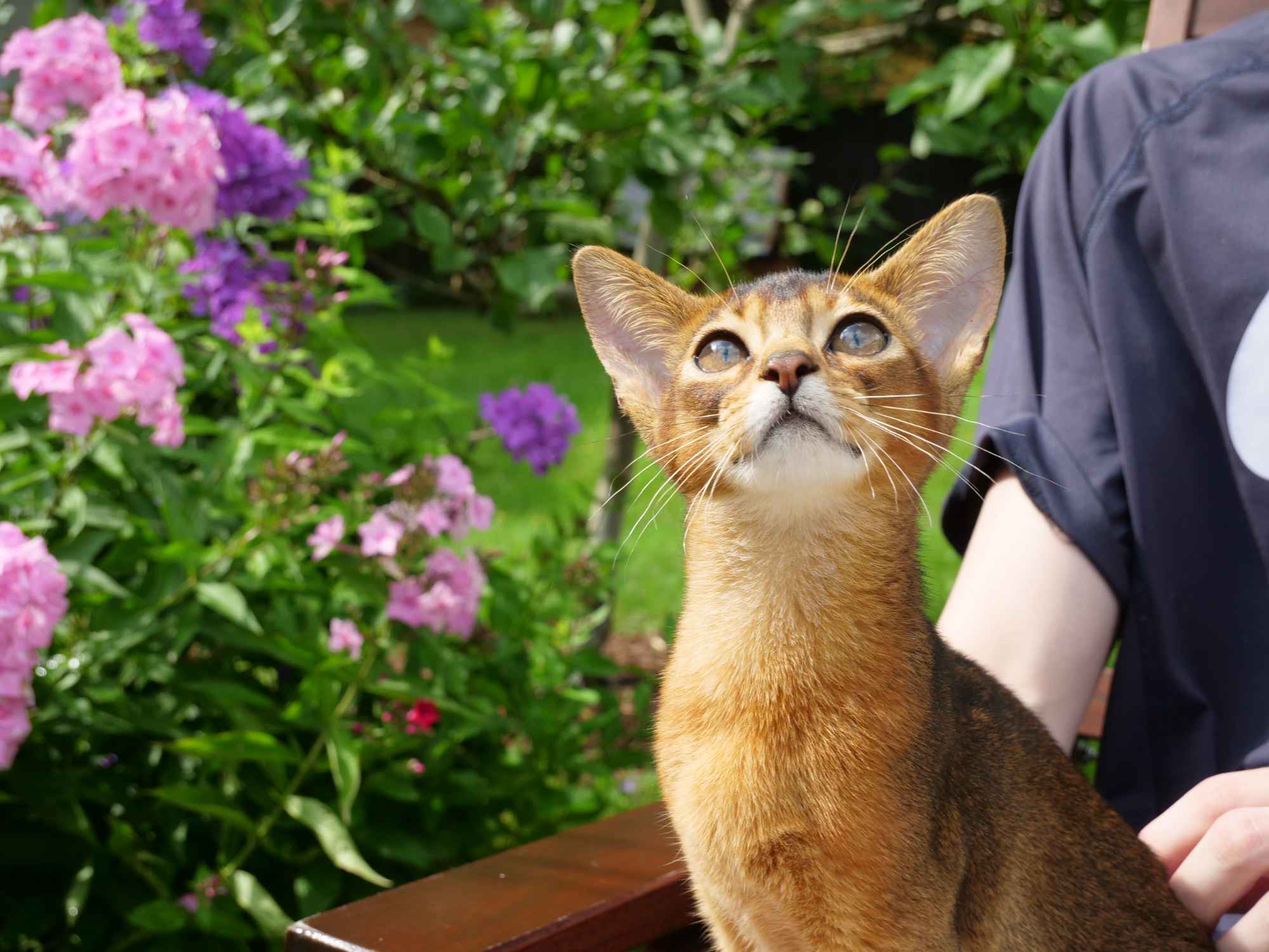 Клубные абиссинские котята Bemowo - zdjęcie 2