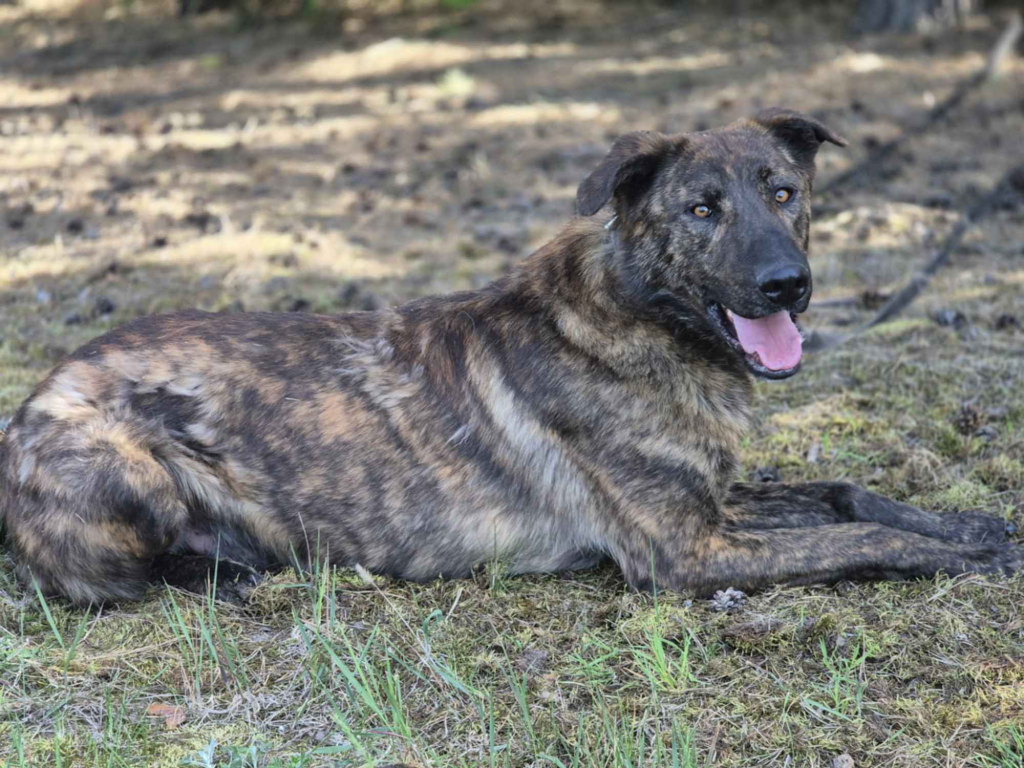 Blum - młody, wychowany z dziećmi, aktywny psiak! Olsztyn - zdjęcie 1