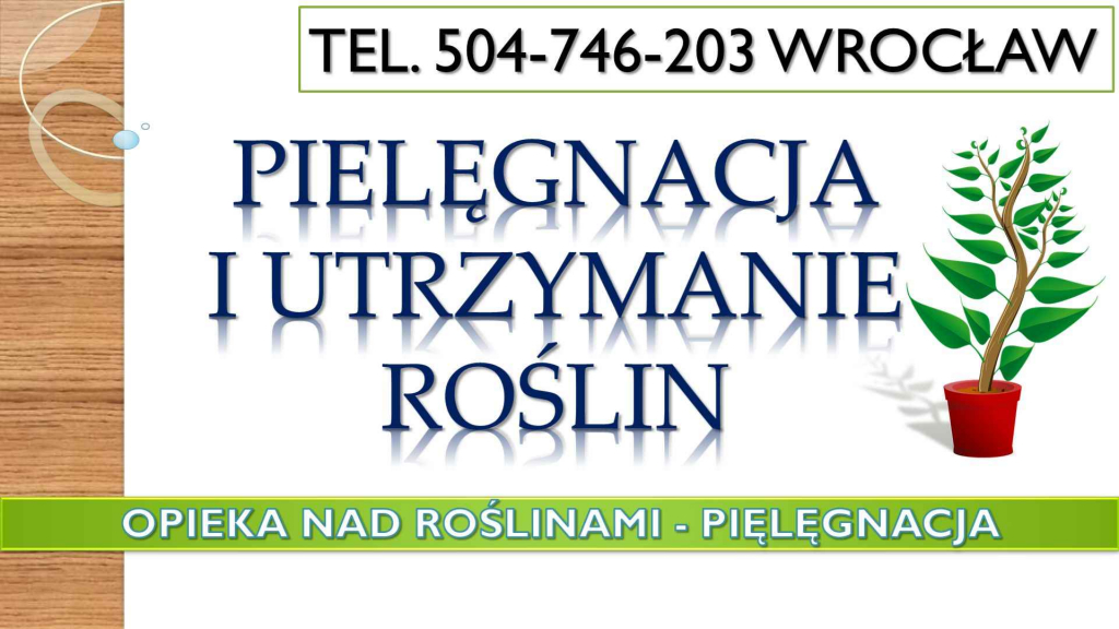 Opieka nad roślinami w biurze, Wrocław, tel 504-746-203, cennik usługi Psie Pole - zdjęcie 8