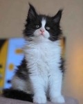 Kocięta rasy maine coon Mokotów - zdjęcie 2