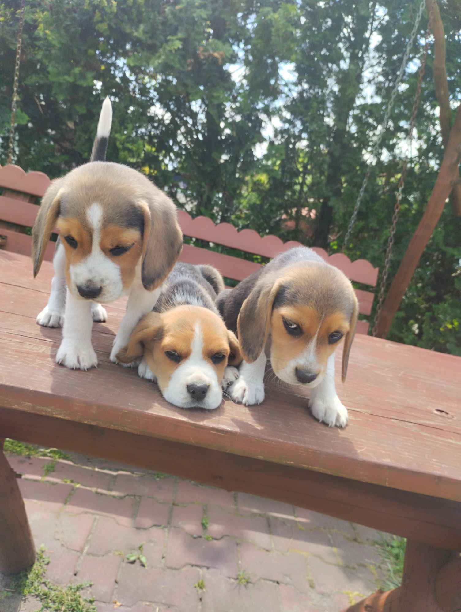 Beagle Busko-Zdrój - zdjęcie 2