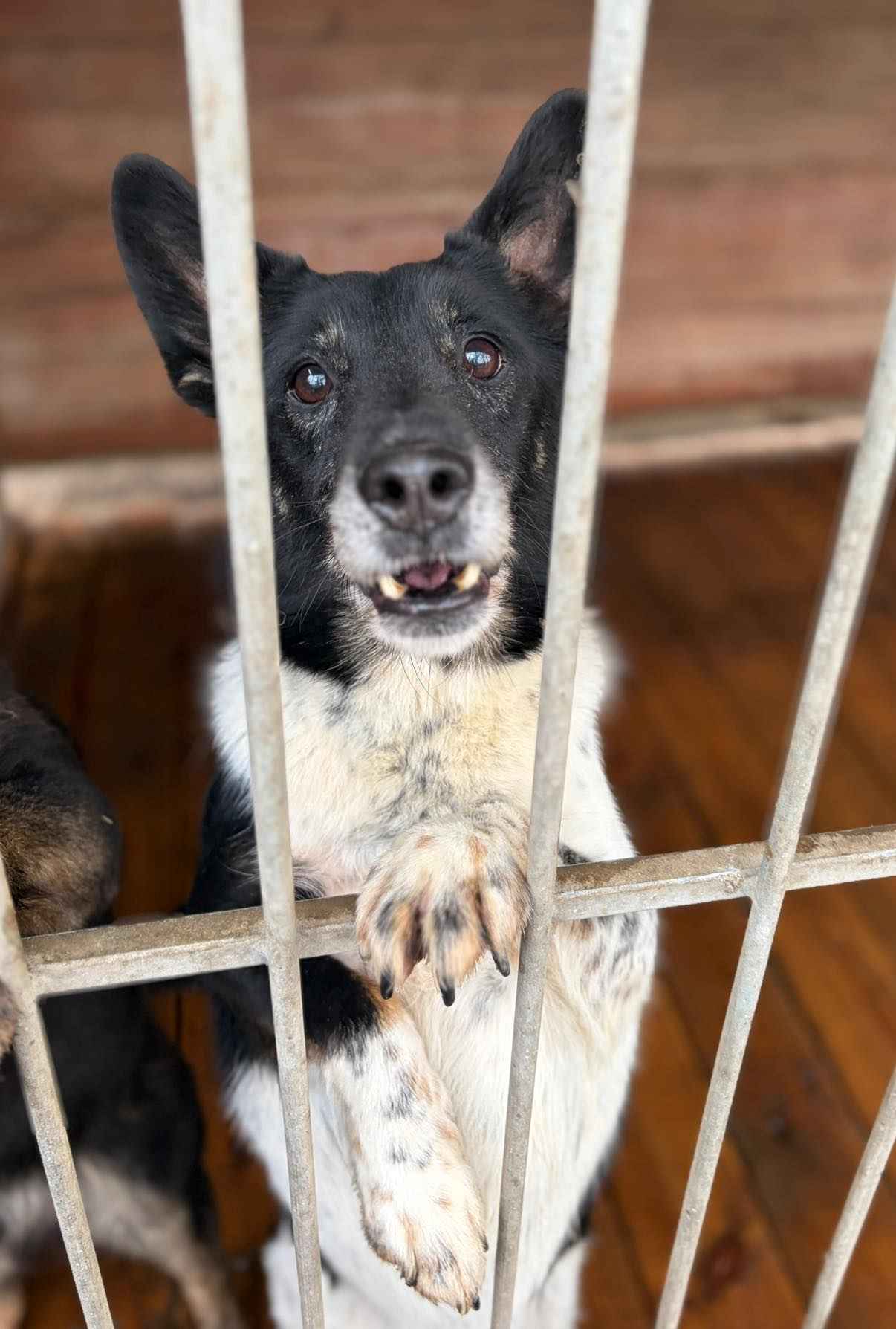 Łatek - zakochany w człowieku, pokochasz go? Olsztyn - zdjęcie 1
