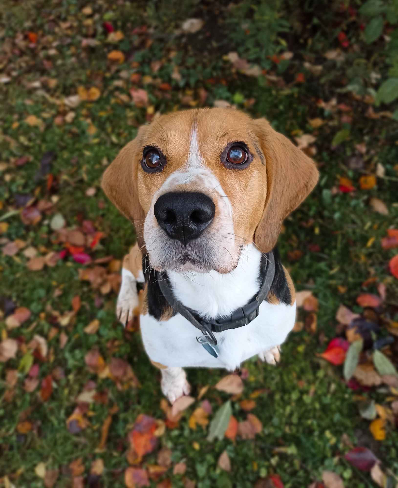 Pies rasy beagle Sanok - zdjęcie 1