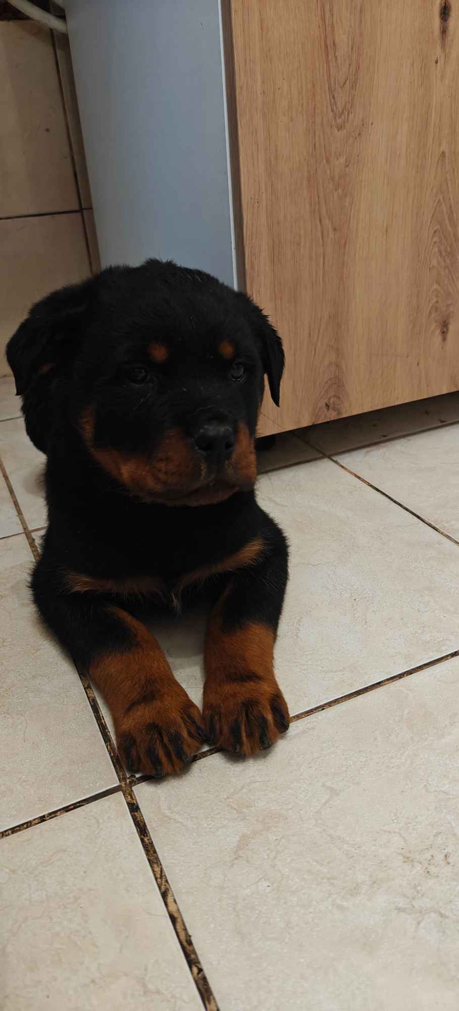 Szczeniak Rottweiler Gostynin - zdjęcie 5