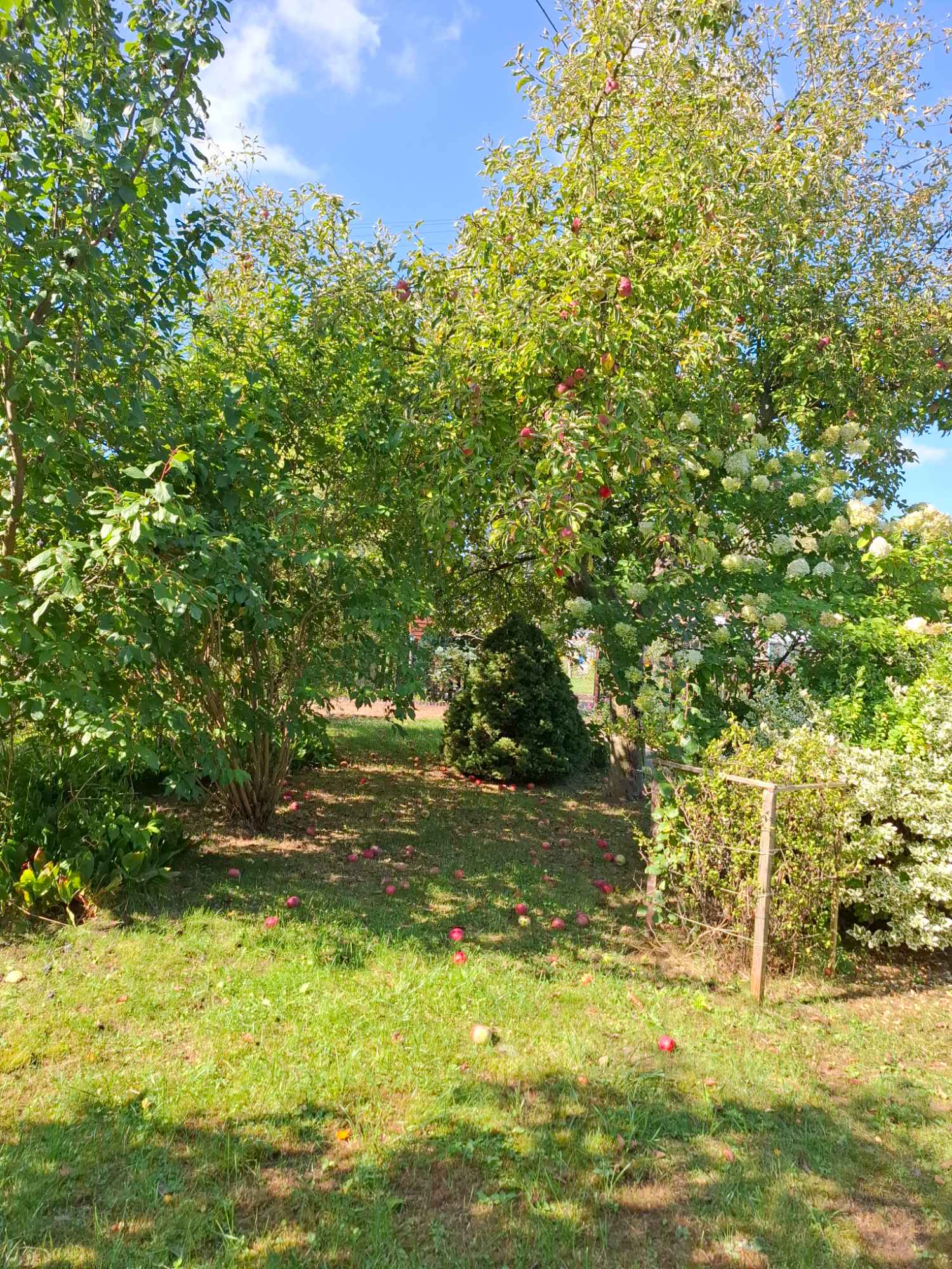 Działka ROD, ul Warzywna Pabianice - zdjęcie 5