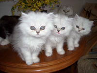 Kocieta perskie-szynszylowe srebrzysto-biale zielonookie Ochota - zdjęcie 4
