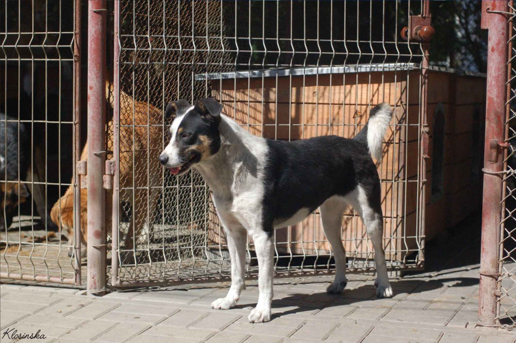 Łagodna, wesoła, grzeczna Pepsi całe życie w schronisku Olsztyn - zdjęcie 3