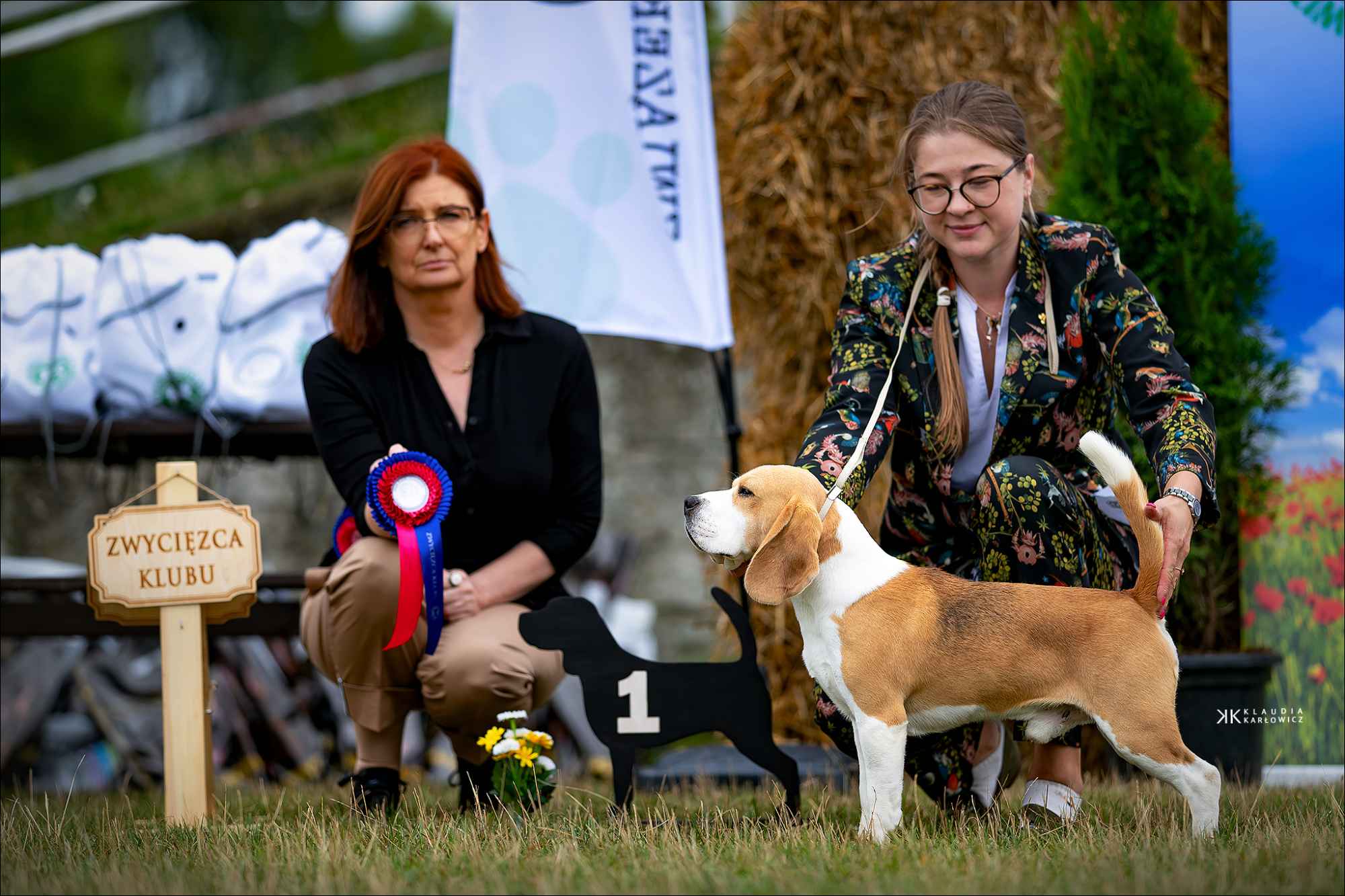 BEAGLE-szczeniaki po championach, ZKwP/ FCI Krzyki - zdjęcie 3