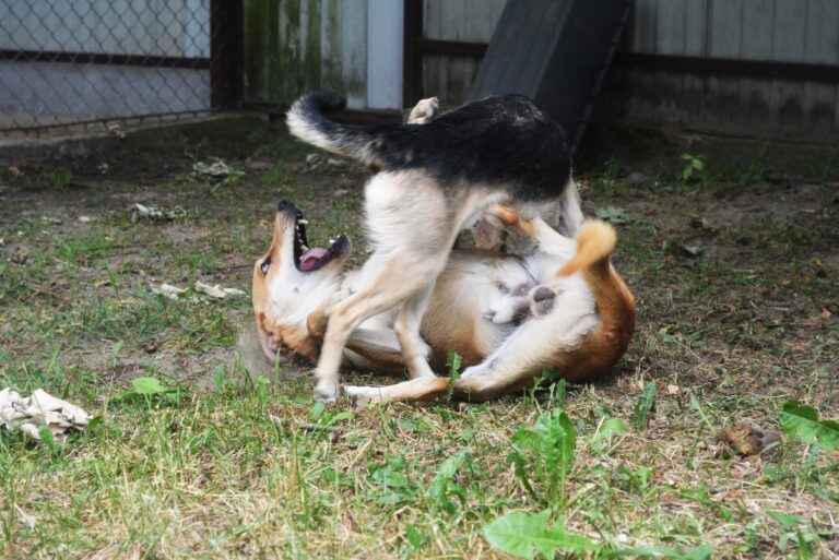 Daj Bryziowi szansę… On odda Ci całą miłość, jaką ma Olsztyn - zdjęcie 5