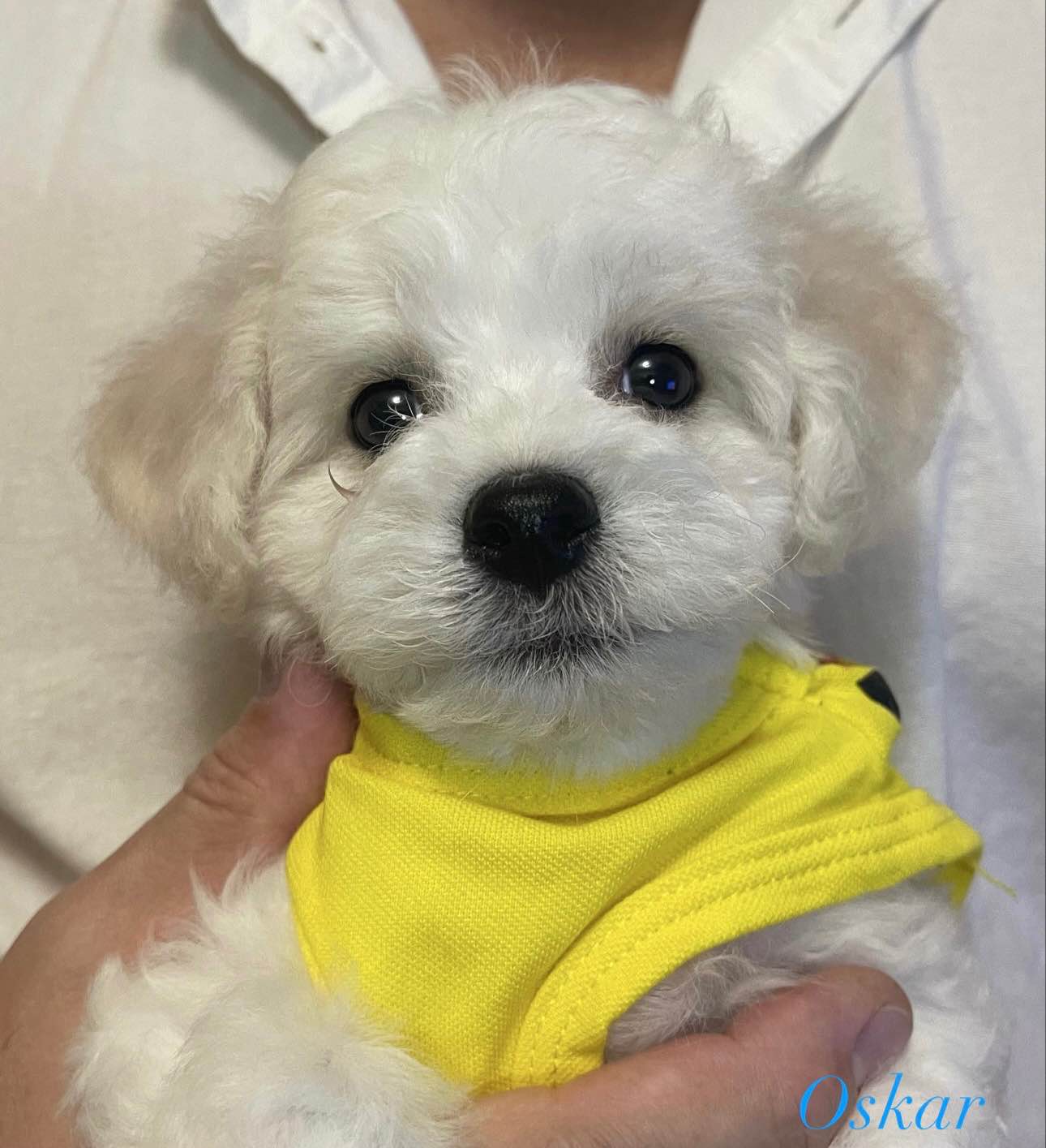 klubowy szczeniak Bichon Frise – z rodowodem, gotowy do nowego domu Rudzica - zdjęcie 3