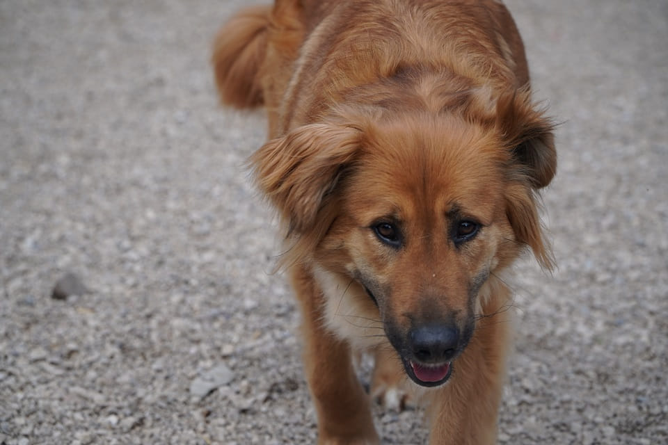 Malaga - zamiast łańcucha, serce pełne czułości Łętkowice - zdjęcie 2