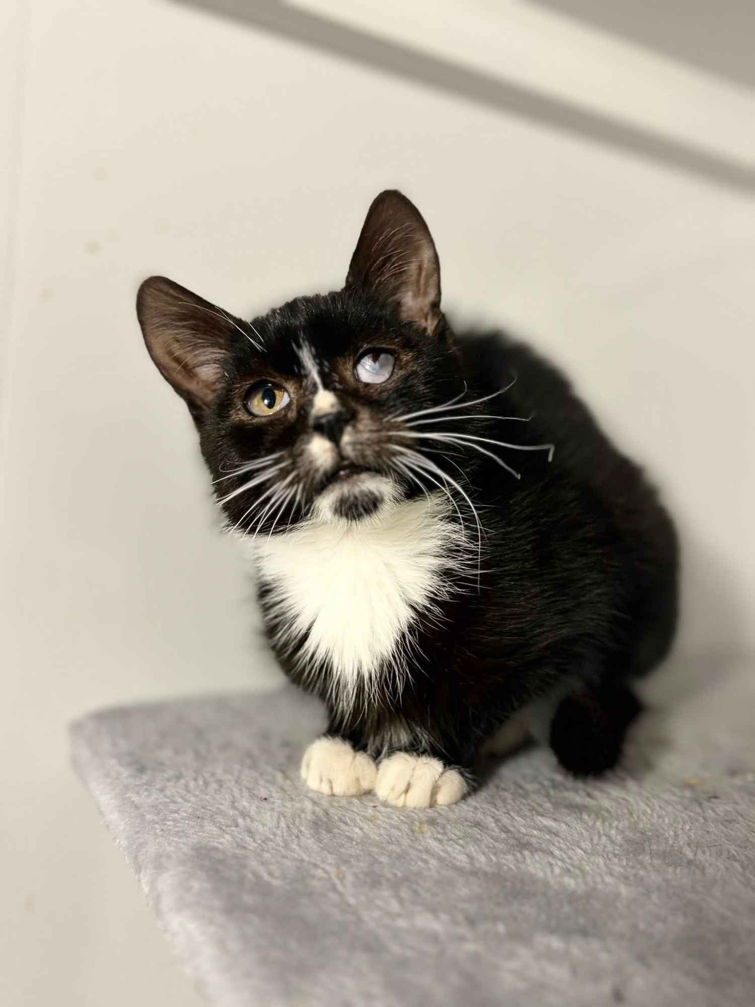 Kalinka - delikatna, półroczna koteczka szuka domu! Olsztyn - zdjęcie 1