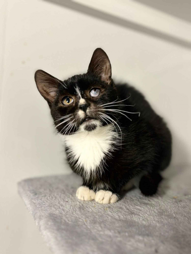 Kalinka - delikatna, półroczna koteczka szuka domu! Olsztyn - zdjęcie 1