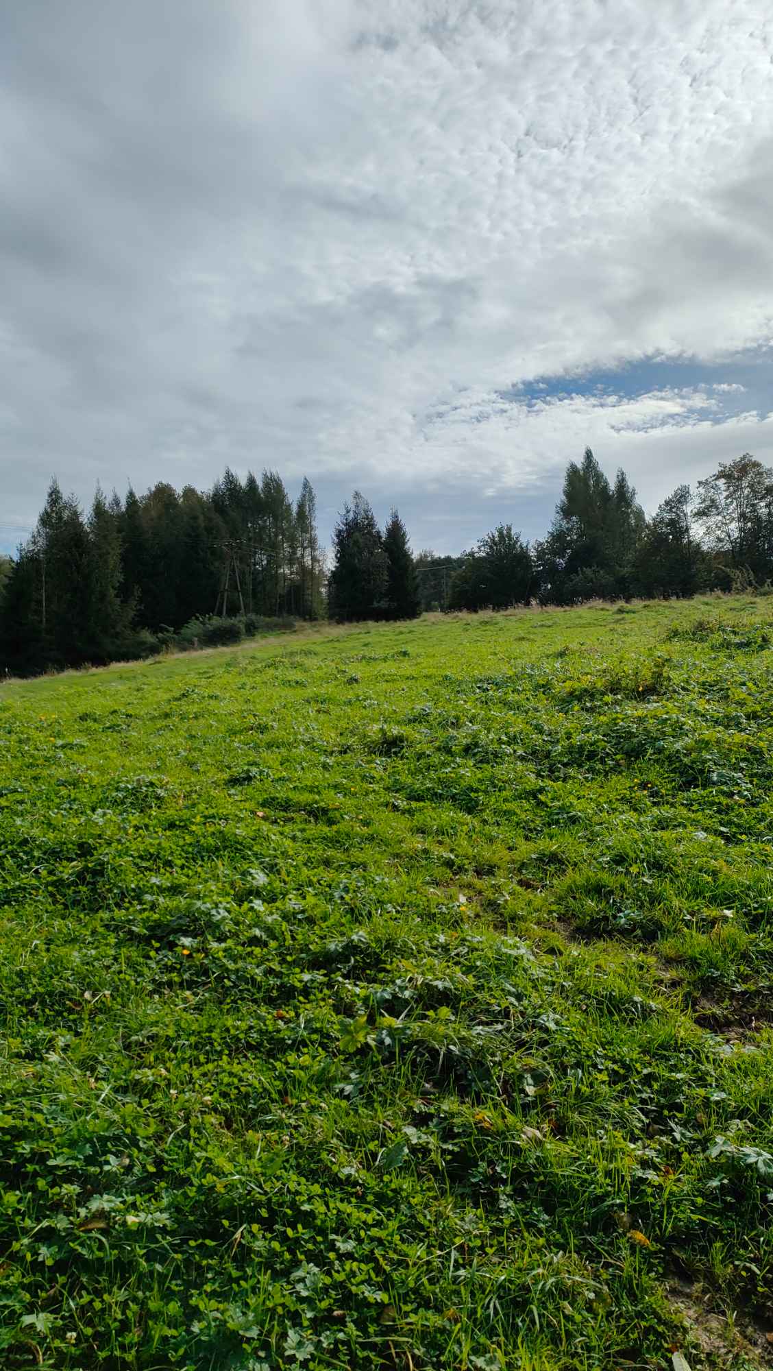 Działka rolna 28 ha. Brzuska - zdjęcie 6