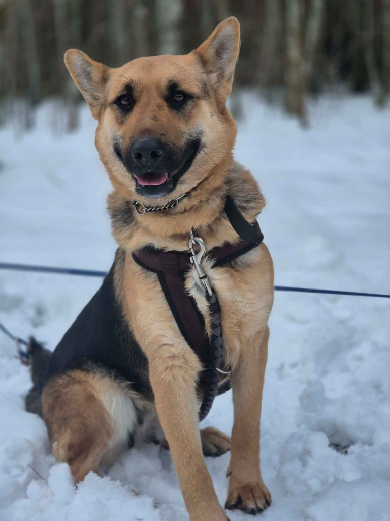 Mona - młoda, wesoła suczka owczarek mix Olsztyn - zdjęcie 3