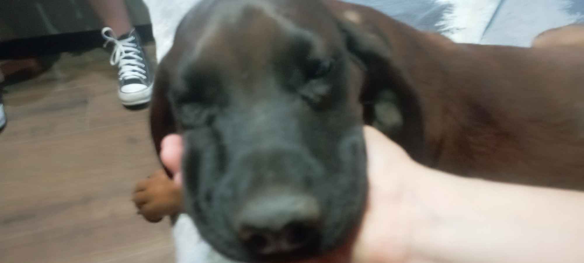 Szczeniak posokowiec bawarski Brzostek - zdjęcie 4