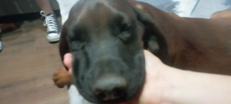 Szczeniak posokowiec bawarski Brzostek - zdjęcie 4