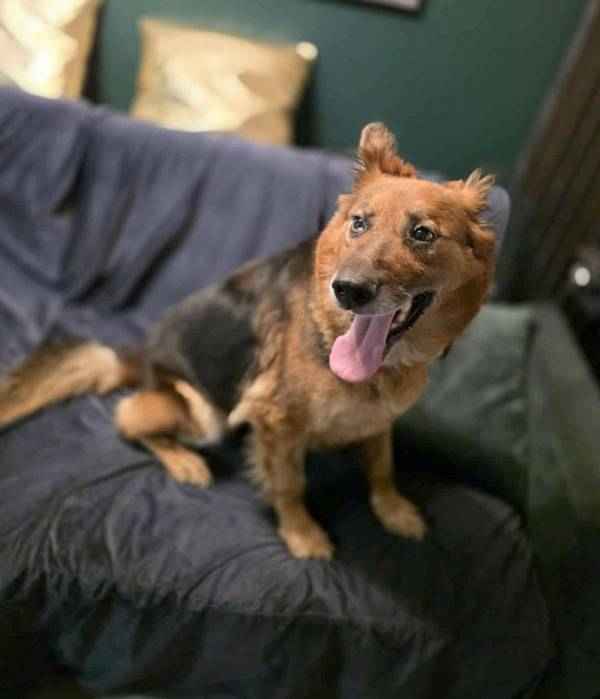 RAJA bardzo prosi o dom Bemowo - zdjęcie 4