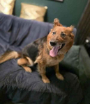 RAJA bardzo prosi o dom Bemowo - zdjęcie 4