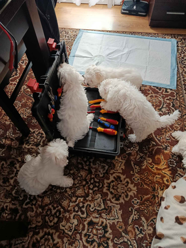 Pieski szukają domków Wyszków - zdjęcie 2