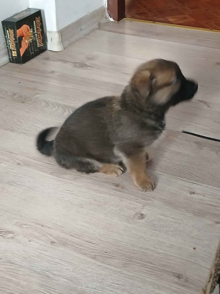 Oddam w dobre ręce Sanniki - zdjęcie 3