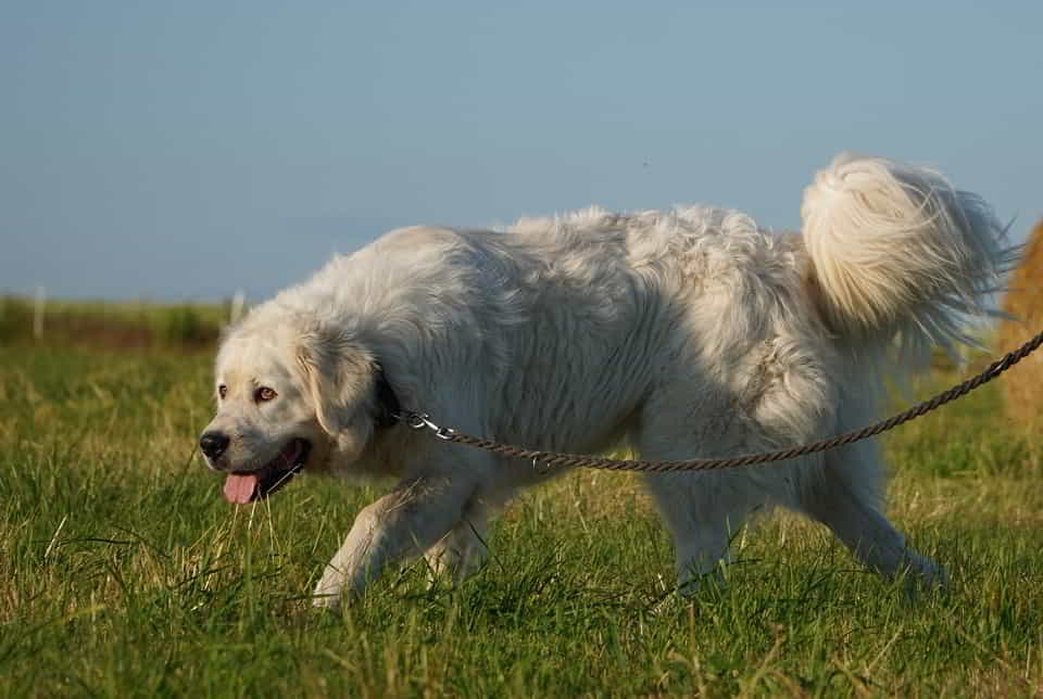 Achu - radosny, serdeczny i… gotowy na nowy dom ♥️🐾🏡 Łętkowice - zdjęcie 3