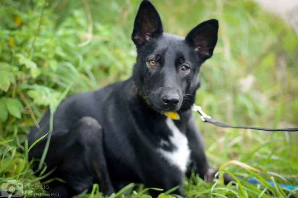 Marko - niekonfliktowy, wesoły psiak szuka domu! Olsztyn - zdjęcie 2