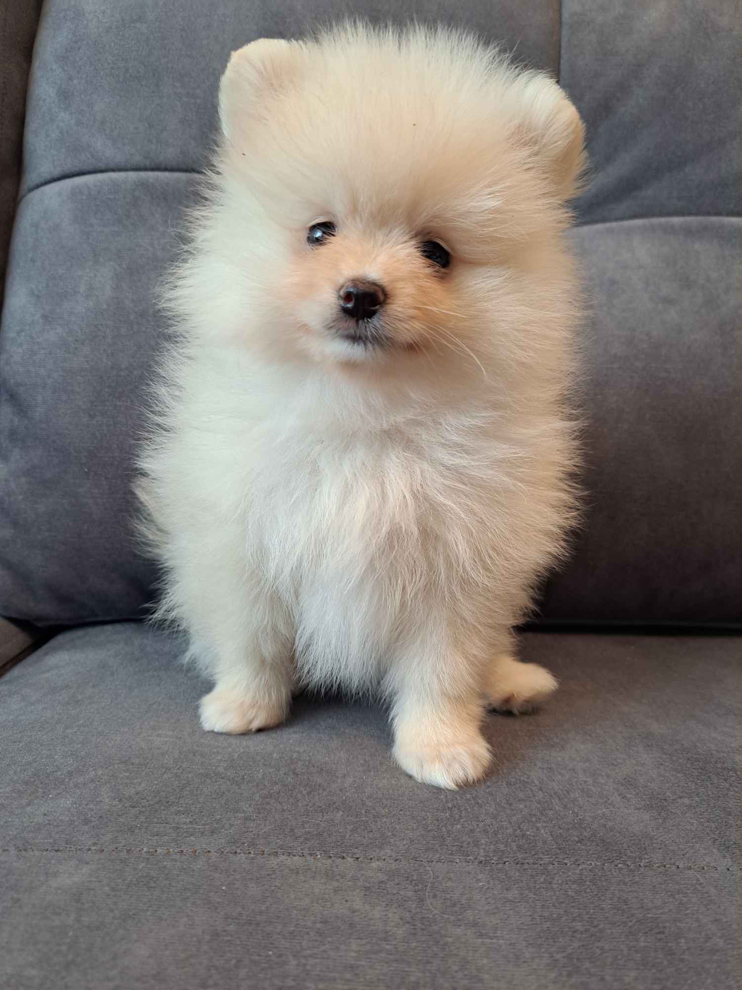 Śliczne szpice miniaturowe pomeranian Zielona Góra - zdjęcie 4