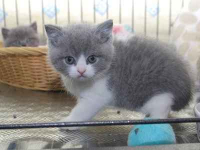 przez WhatsApp, aby uzyskać więcej informacji: +27848239748 Fabryczna - zdjęcie 2