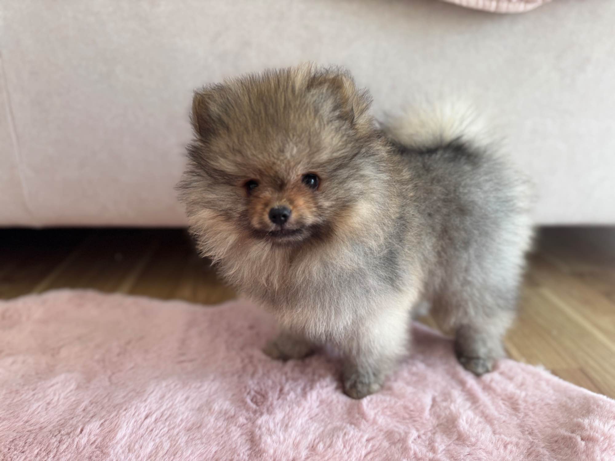 Szpic miniaturowy FCI ZKWP oddział w Rzeszowie Stalowa Wola - zdjęcie 1