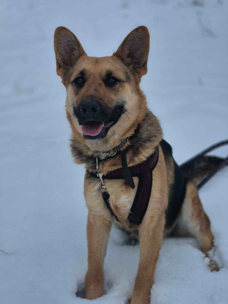 Mona - młoda, wesoła suka w typie ON szuka domu! Olsztyn - zdjęcie 6