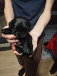 Shih tzu Grąbków - zdjęcie 4