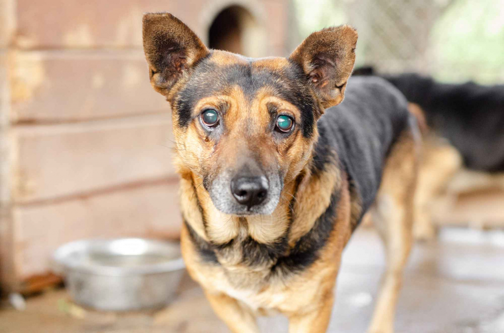 Edi - łagodny, spokojny piesek szuka domu! Olsztyn - zdjęcie 1