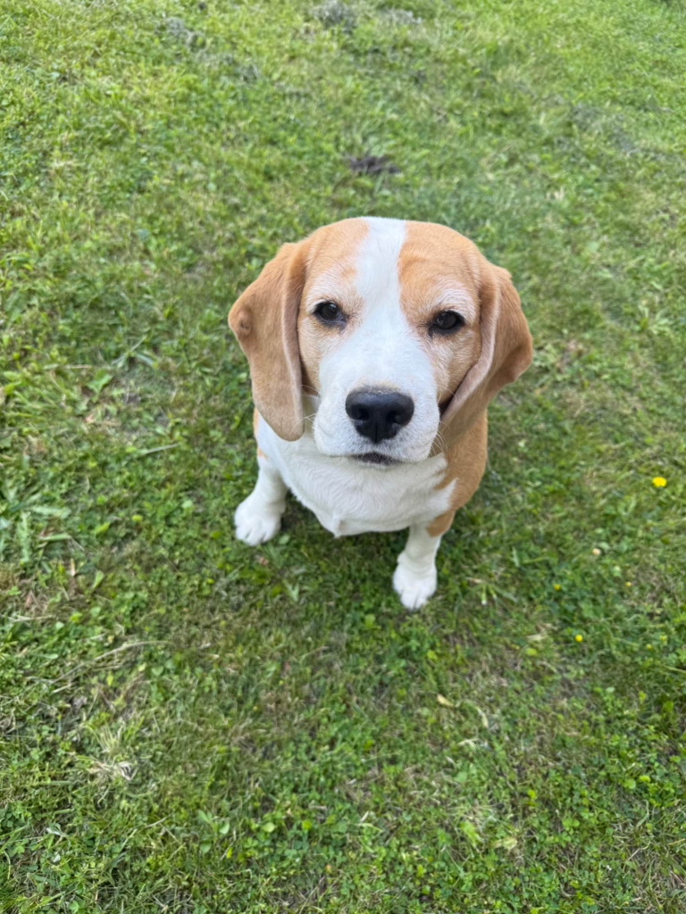 Nora- jest serdeczna i przyjazna, szukam przyjaznej rodziny. Mokotów - zdjęcie 2