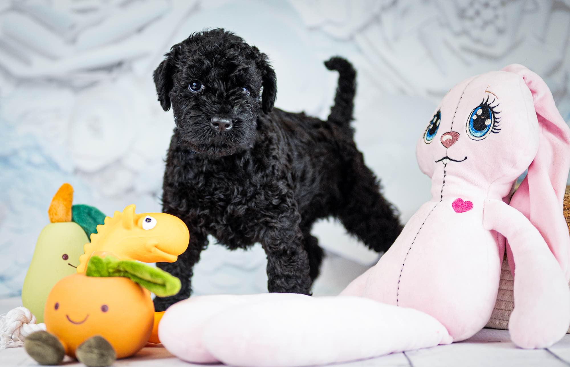 Kerry blue terrier Jedyne szczenięta w Polsce Radom - zdjęcie 5