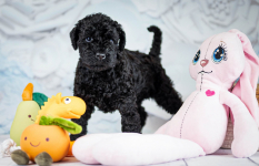 Kerry blue terrier Jedyne szczenięta w Polsce Radom - zdjęcie 5
