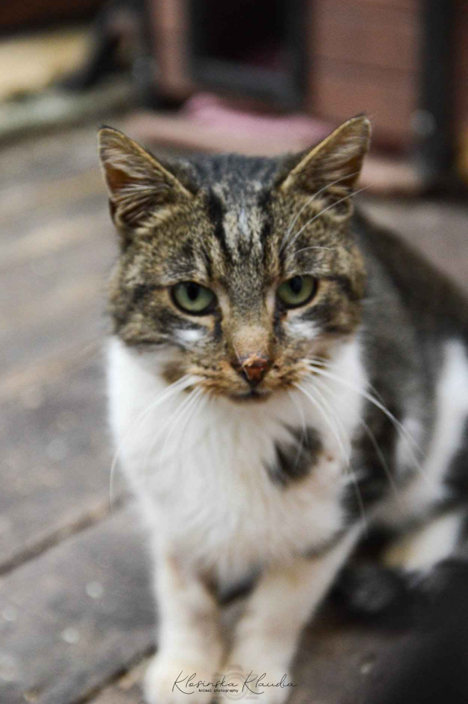 Lolek - ciekawski, fajny kocur szuka domu! Olsztyn - zdjęcie 3