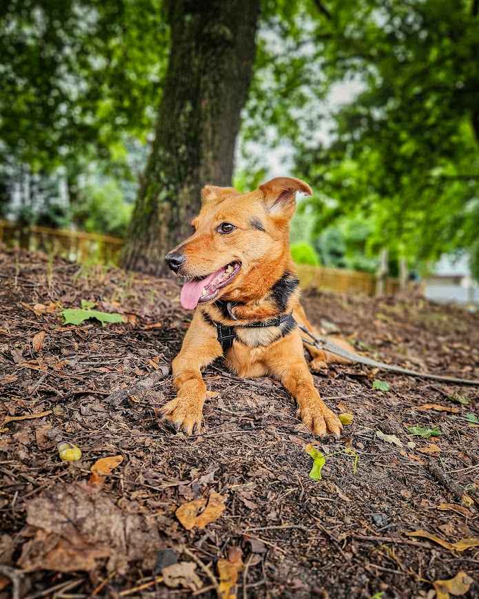 Delikatna, lękliwa suczka szuka domu z psim towarzystwem! :) Bałuty - zdjęcie 3