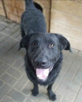 Pluto - zakochany w człowieku LABRADOR mix