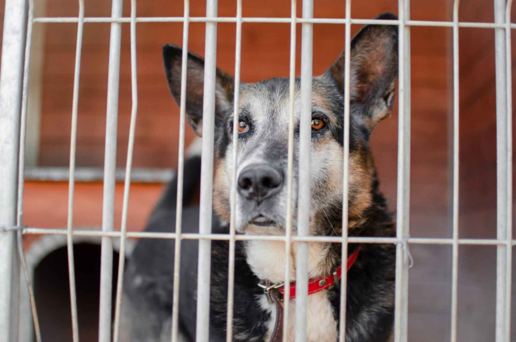 Riko - dostojny i poważny pies szuka domu! Olsztyn - zdjęcie 7