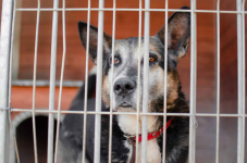 Riko - dostojny i poważny pies szuka domu! Olsztyn - zdjęcie 7