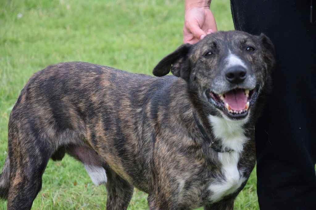 CZESTER wrażliwy, kochany piesek szuka domu Częstochowa - zdjęcie 6