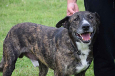 CZESTER wrażliwy, kochany piesek szuka domu Częstochowa - zdjęcie 6