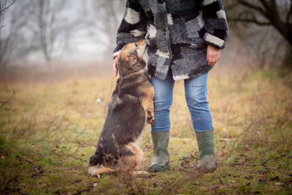 Figa - suczka w typie corgi, wesoła Olsztyn - zdjęcie 2
