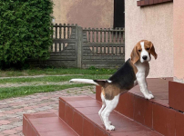 Szczenię Beagle ZwKwP z rodowodem,suczka GOTOWA DO ODBIORU Konopiska - zdjęcie 8