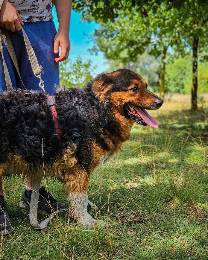 Niezwykle urokliwy, misiowaty Aslan pilnie szuka domu! :) Śródmieście - zdjęcie 4