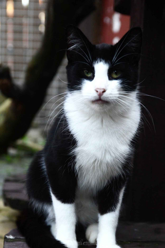 Dany - cudowny, wesoły, niekonfliktowy kotek! Olsztyn - zdjęcie 1