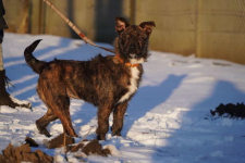 Petra szuka domu! Łętkowice - zdjęcie 2